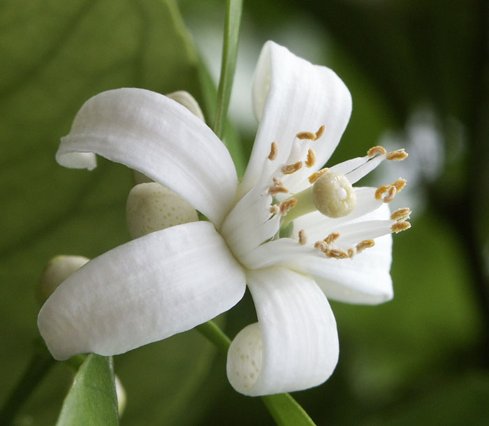 Květ pomerančovníku